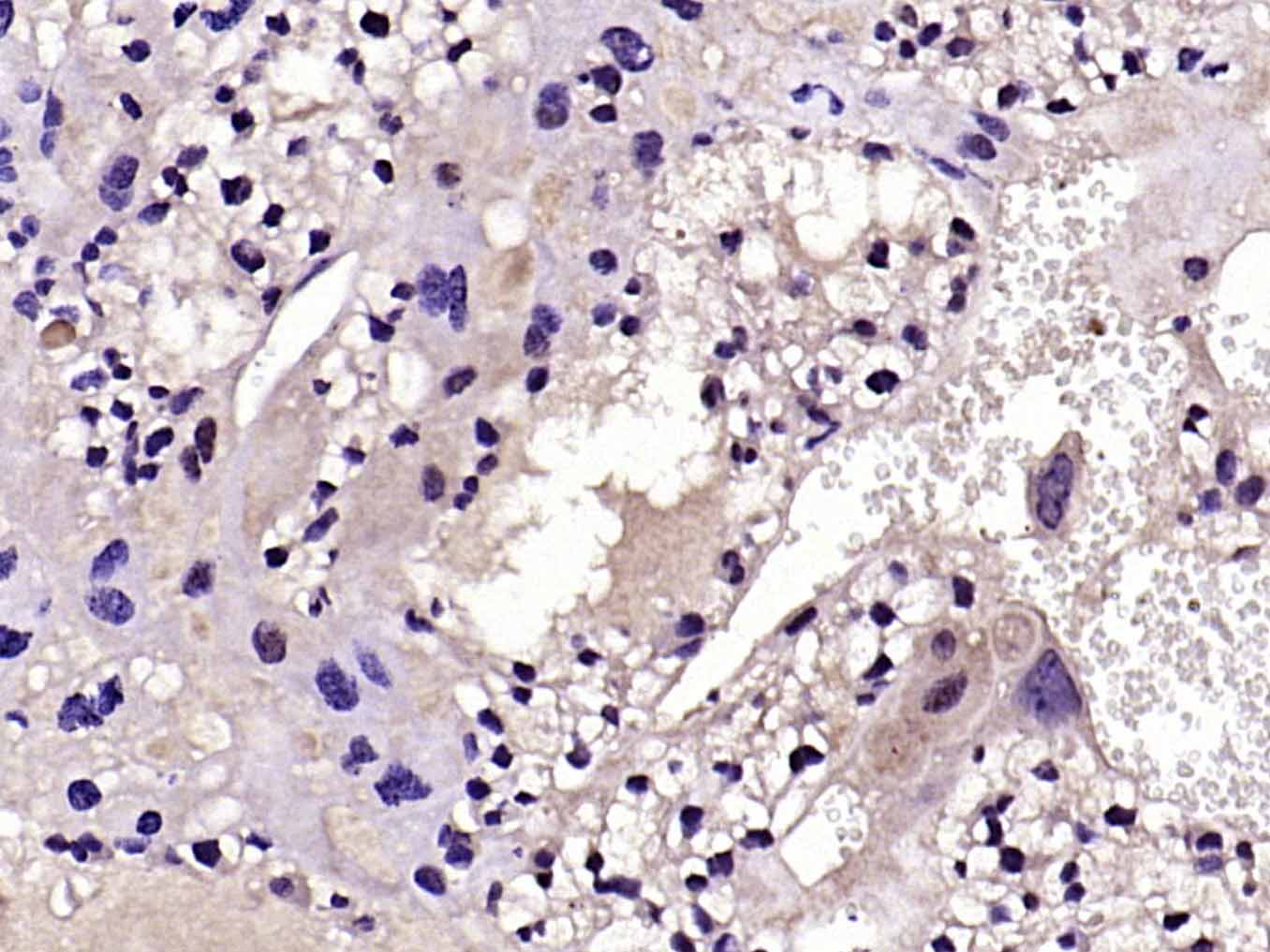 14 - Fas Ligand Rabbit pAb AP52211