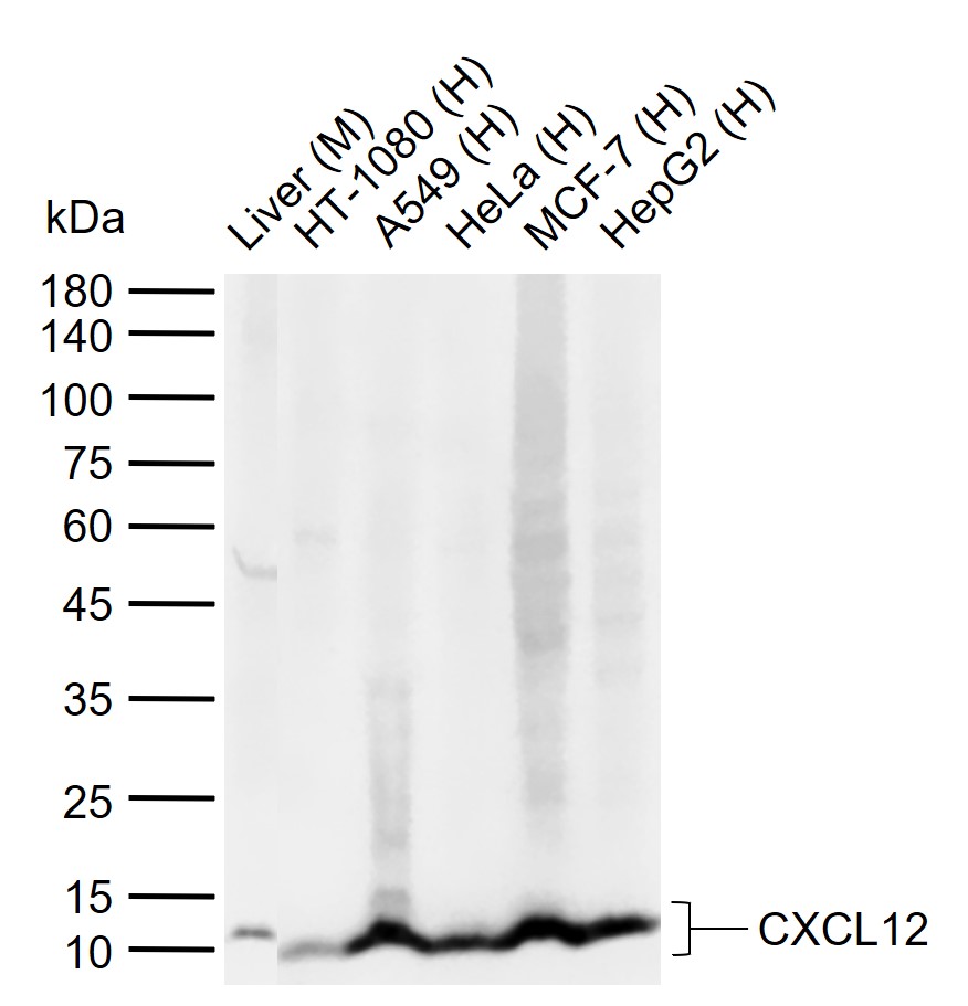 1 - CXCL12 Rabbit pAb AP52212
