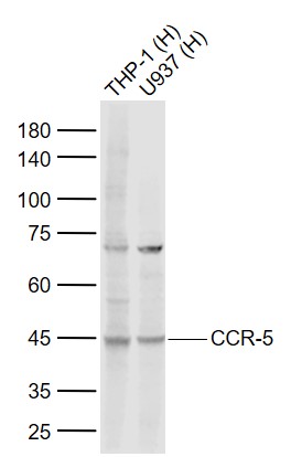 1 - CCR5 Rabbit pAb AP52222