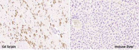 14 - Neurocan Rabbit pAb AP52225