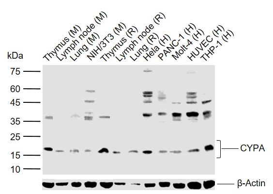 1 - CYPA Rabbit pAb AP52228