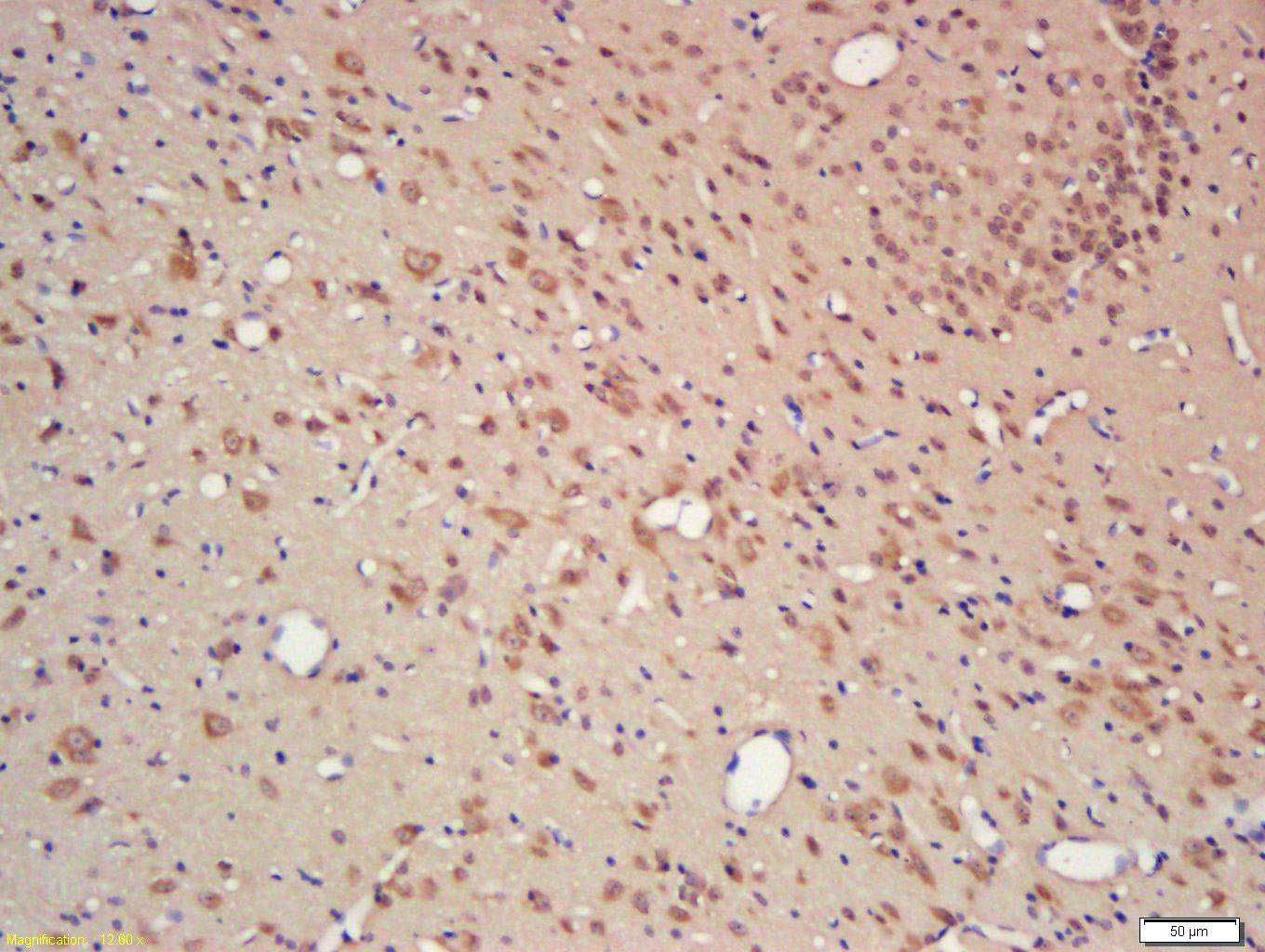 14 - CYPA Rabbit pAb AP52228
