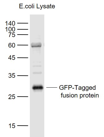 1 - EGFP Rabbit pAb AP52231
