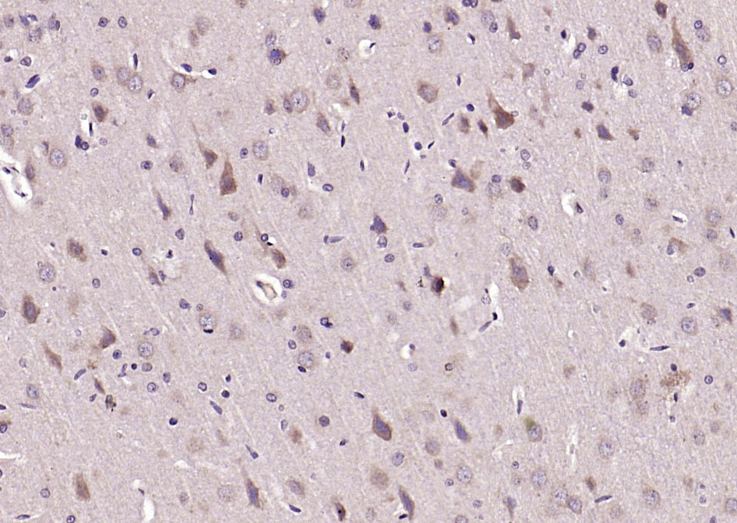 14 - PSD95 Rabbit pAb AP52233