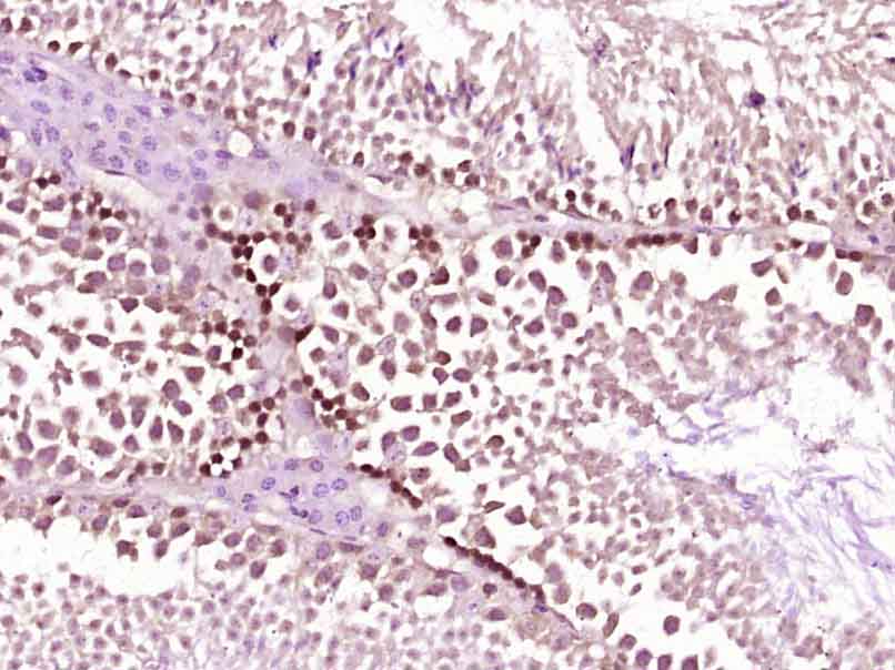 14 - Cyclin A1 Rabbit pAb AP52234