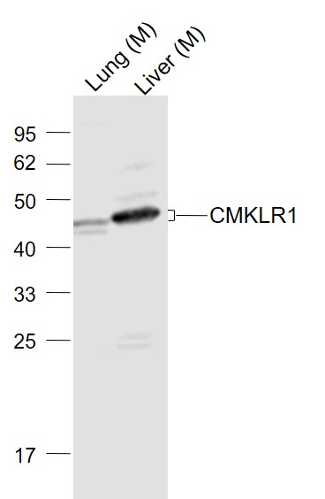 1 - CMKLR1 Rabbit pAb AP52238