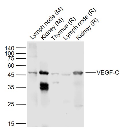 1 - VEGF-C Rabbit pAb AP52239