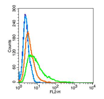 0 - Polycystin 1 Rabbit pAb AP52240