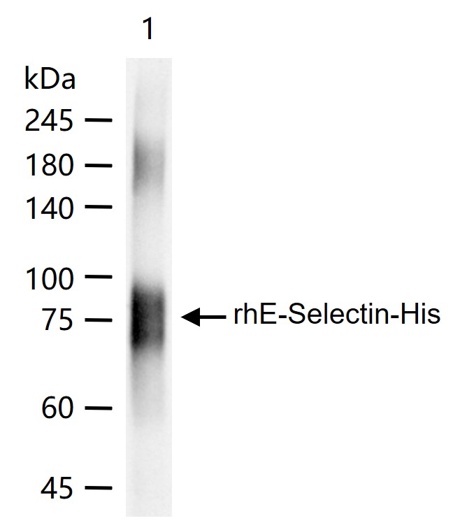 1 - E-Selectin Rabbit pAb AP52241
