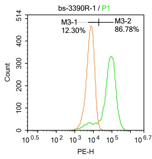 0 - phospho-SATB1 (Ser47) Rabbit pAb AP52243