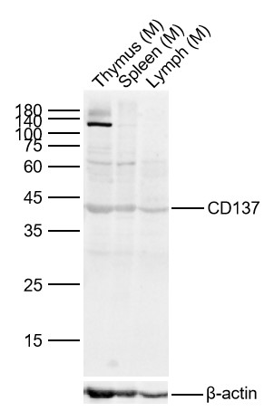 1 - CD137 Rabbit pAb AP52247