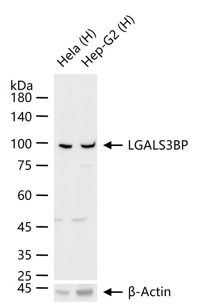 1 - LGALS3BP Rabbit pAb AP52251