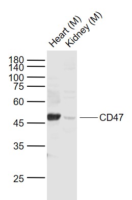 1 - CD47 Rabbit pAb AP52252
