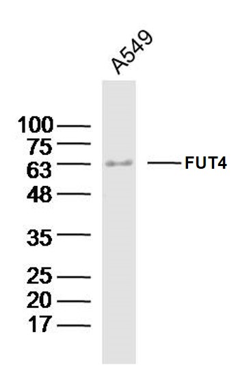 1 - FUT4 Rabbit pAb AP52253