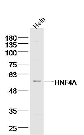 1 - TRAF2 Rabbit pAb AP52255