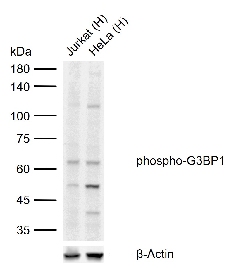 1 - phospho-G3BP1 (Ser232) Rabbit pAb AP52259