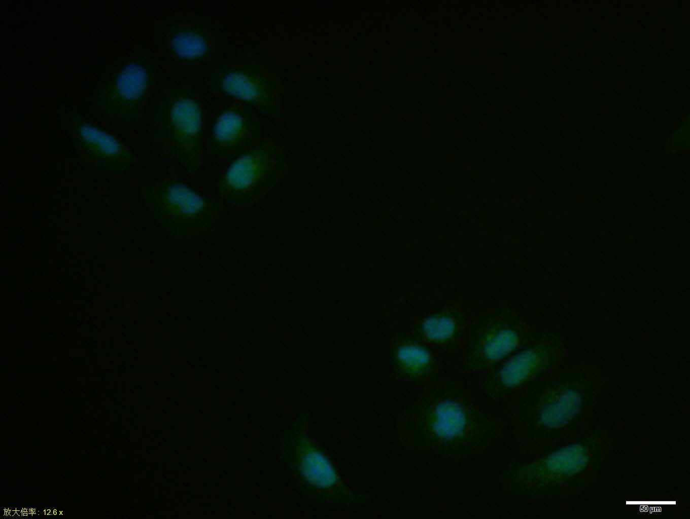 0 - SKP2 Rabbit pAb AP52260