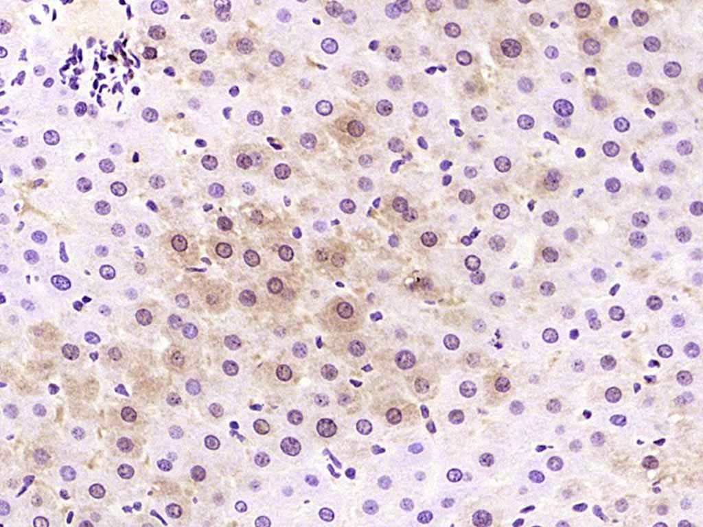 14 - SKP2 Rabbit pAb AP52260