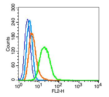 0 - phospho-ROCK1 (Thr455+Ser456) Rabbit pAb AP52262