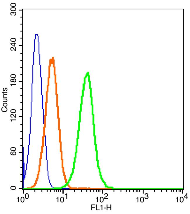 0 - CD166 Rabbit pAb AP52264