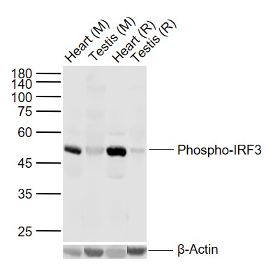 1 - phospho-IRF3 (Ser396) Rabbit pAb AP52266
