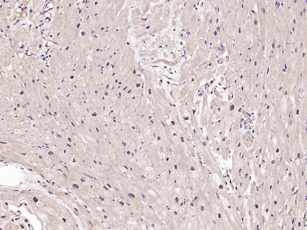 14 - phospho-IRF3 (Ser396) Rabbit pAb AP52266