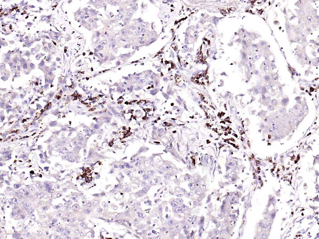 14 - GSTA3 Rabbit pAb AP52274