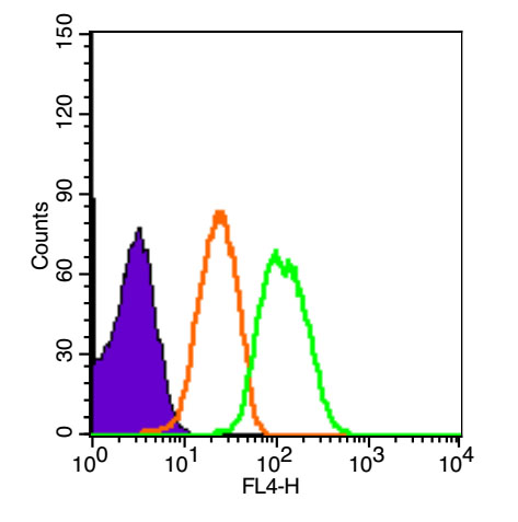 0 - XIAP/BIRC4 Rabbit pAb AP52278