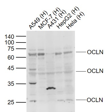 1 - OCLN Rabbit pAb AP52279