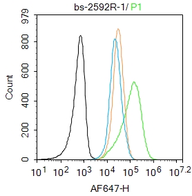 0 - JNK1+JNK2+JNK3 Rabbit pAb AP52280
