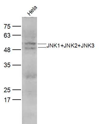 1 - JNK1+JNK2+JNK3 Rabbit pAb AP52280