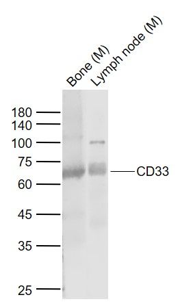1 - CD33 Rabbit pAb AP52282