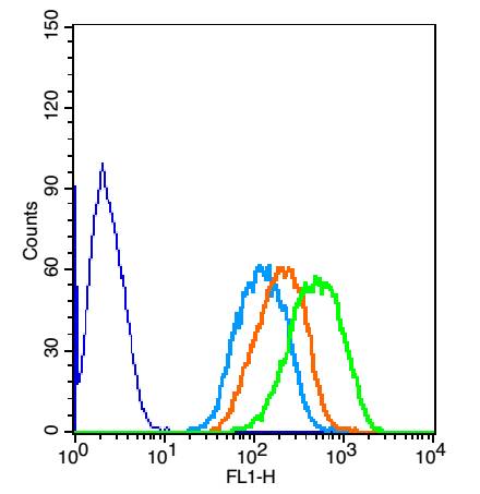 0 - SYVN1 Rabbit pAb AP52288