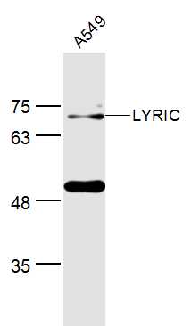 1 - LYRIC Rabbit pAb AP52289