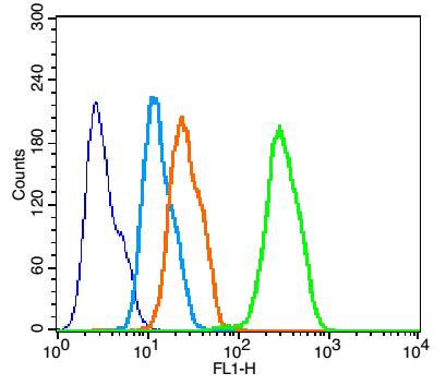 0 - ADIPOR2/PAQR2 Rabbit pAb AP52290