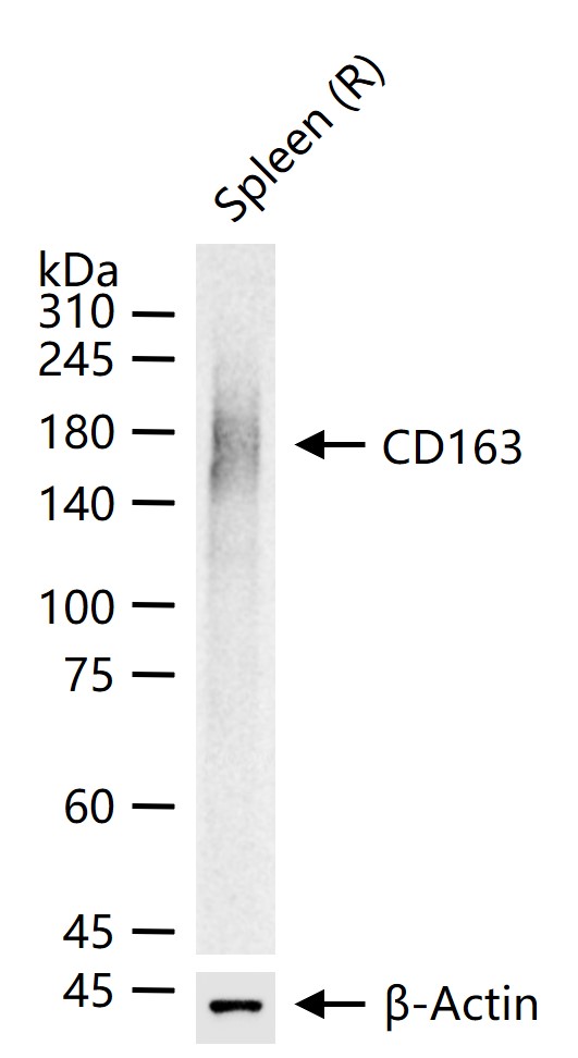 1 - CD163 Rabbit pAb AP52291
