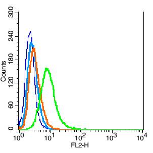0 - SYNPR/Synaptoporin Rabbit pAb AP52298