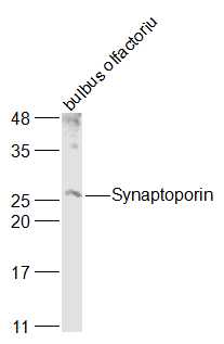 1 - SYNPR/Synaptoporin Rabbit pAb AP52298