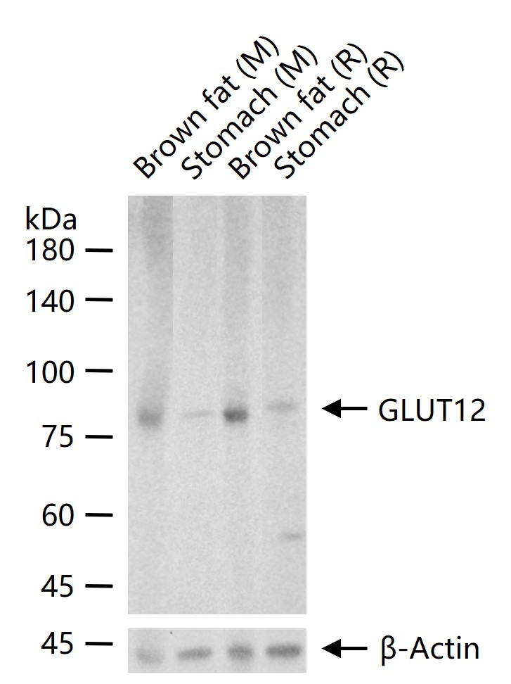 1 - GLUT12 Rabbit pAb AP52299