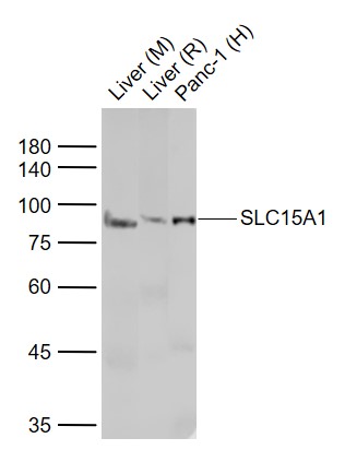 1 - PEPT1 Rabbit pAb AP52305