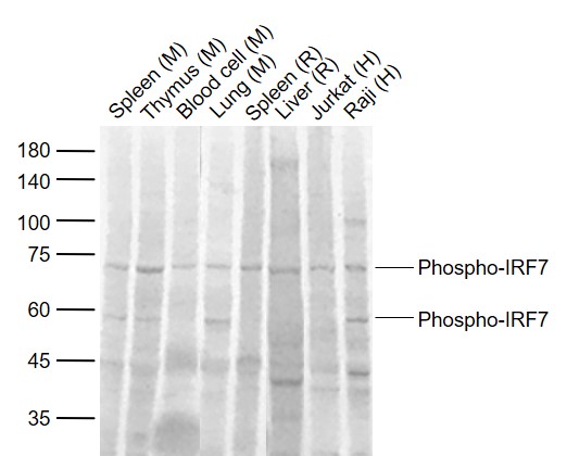 1 - phospho-IRF7 (Ser471 + Ser472) Rabbit pAb AP52306