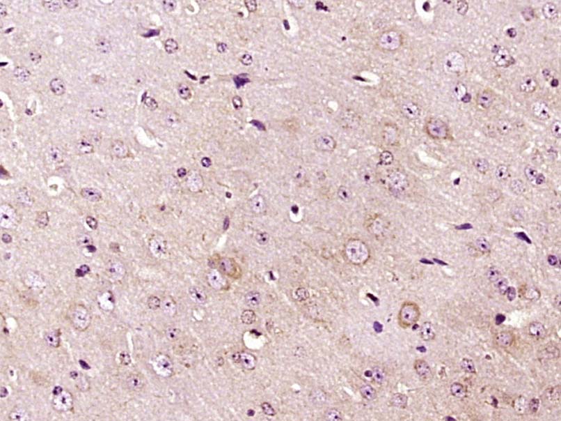 14 - phospho-IRF7 (Ser471 + Ser472) Rabbit pAb AP52306