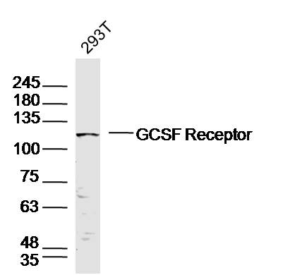1 - GCSF Receptor Rabbit pAb AP52312