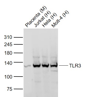 1 - TLR3 Rabbit pAb AP52313