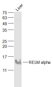 1 - RELM alpha Rabbit pAb AP52317