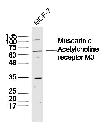 1 - Muscarinic Acetylcholine receptor M3 Rabbit pAb AP52318