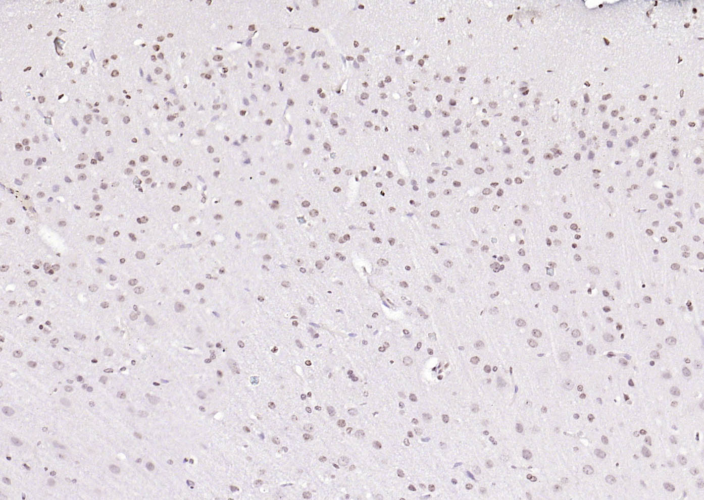 14 - PEG3 Rabbit pAb AP52319
