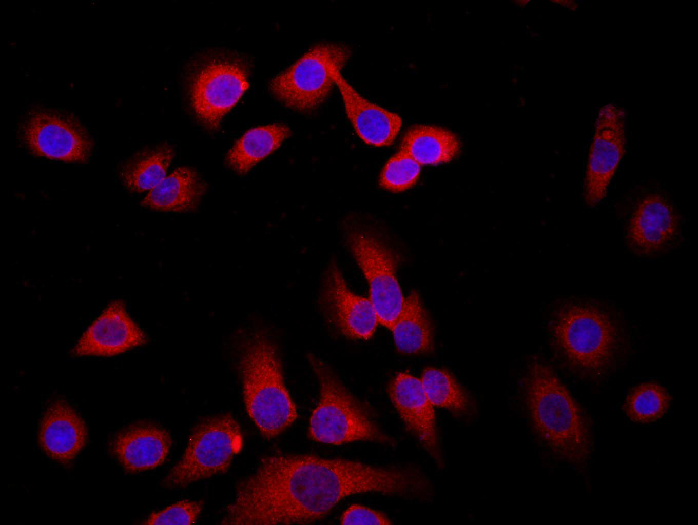 0 - WDR26 Rabbit pAb AP52321