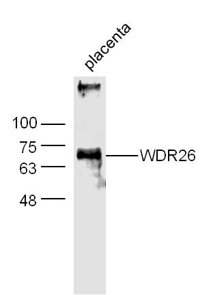 1 - WDR26 Rabbit pAb AP52321