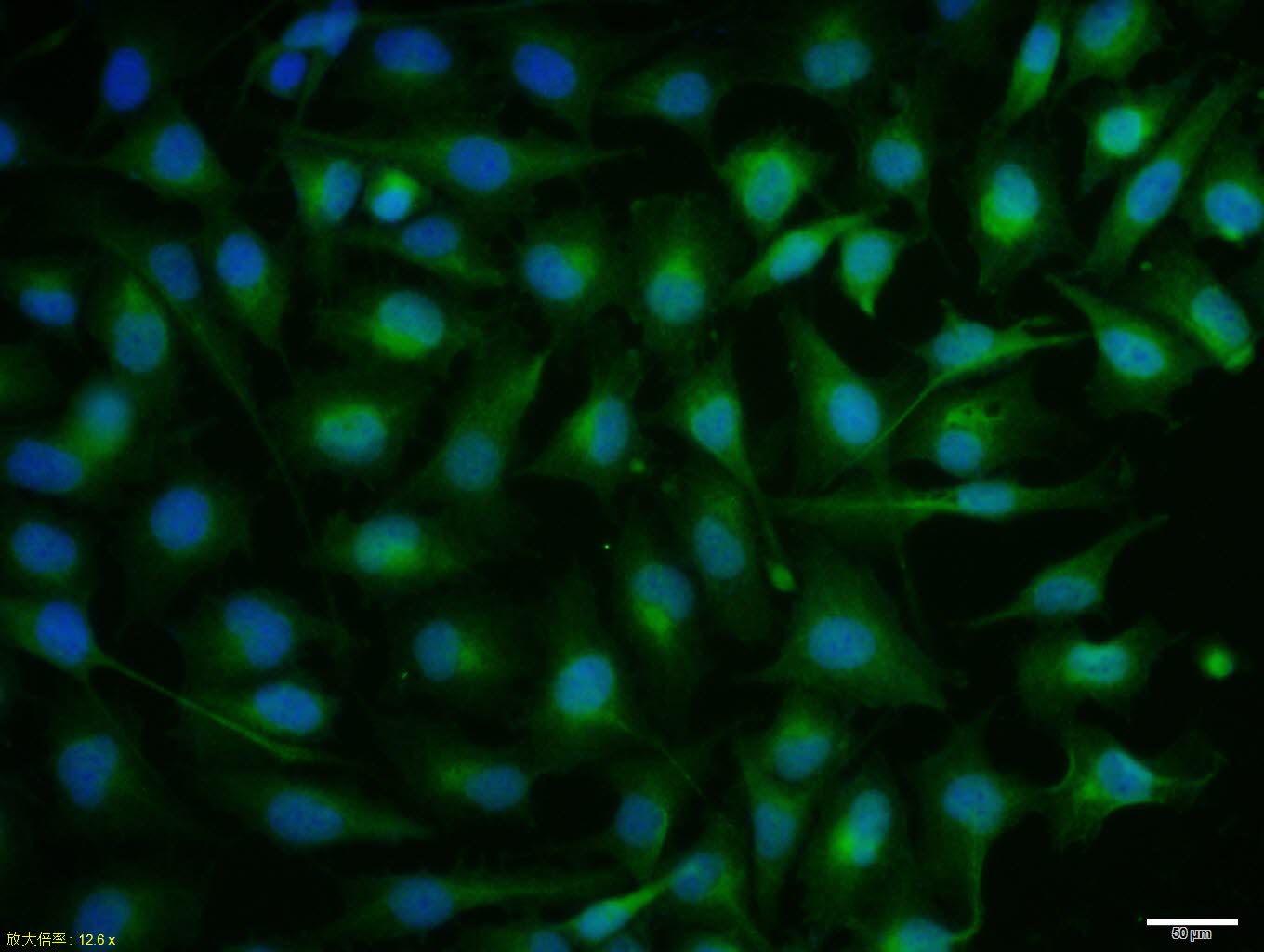 0 - P73 Rabbit pAb AP52324
